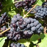 СЕВЕРНЫЙ СЛАДКИЙ_0x160 Любимый сад